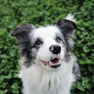 Balu