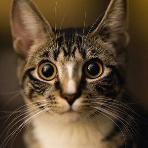 Zoe